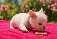 Tina , a female French Bulldog for sale in Summerfield, FL – 4 of 9