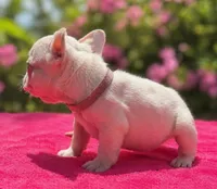 Tina , a female French Bulldog for sale in Summerfield, FL – 3 of 9