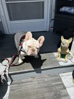 Tina , a female French Bulldog for sale in Summerfield, FL – 7 of 9