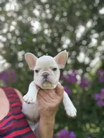 Tina , a female French Bulldog for sale in Summerfield, FL – 9 of 9