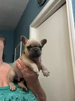 Storm , a male French Bulldog for sale in Summerfield, FL – 2 of 2