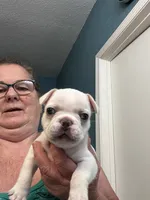 Jojo , a male French Bulldog for sale in Summerfield, FL – 3 of 4