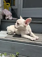 Jojo, a male French Bulldog for sale in Summerfield, FL – 2 of 5