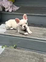 Jojo, a male French Bulldog for sale in Summerfield, FL – 1 of 5
