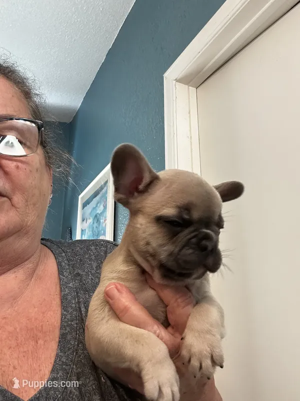 Gus, a male French Bulldog for sale in Summerfield, FL – 1 of 4
