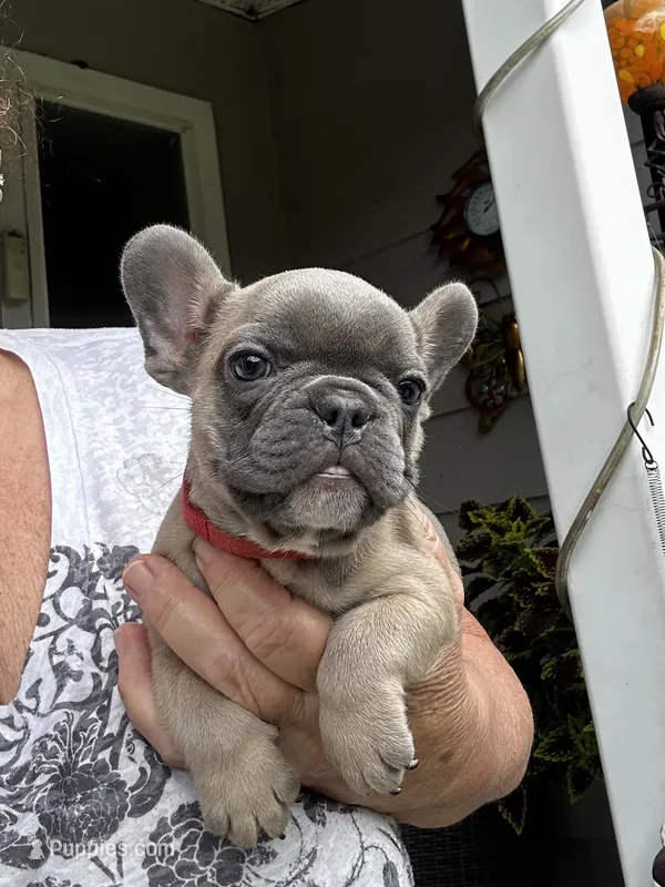 Kaylee – French Bulldog puppy for sale in Summerfield, FL