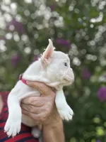 Lola , a female French Bulldog for sale in Summerfield, FL – 7 of 10