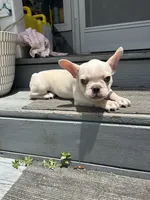 Jojo, a male French Bulldog for sale in Summerfield, FL – 5 of 5