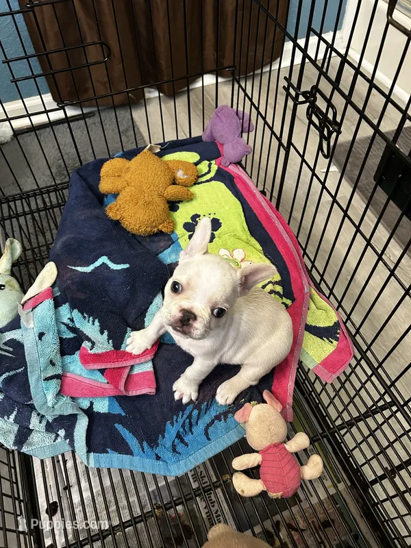 Jojo  – French Bulldog puppy for sale in Summerfield, FL