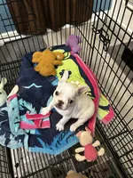 Jojo , a male French Bulldog for sale in Summerfield, FL – 1 of 4