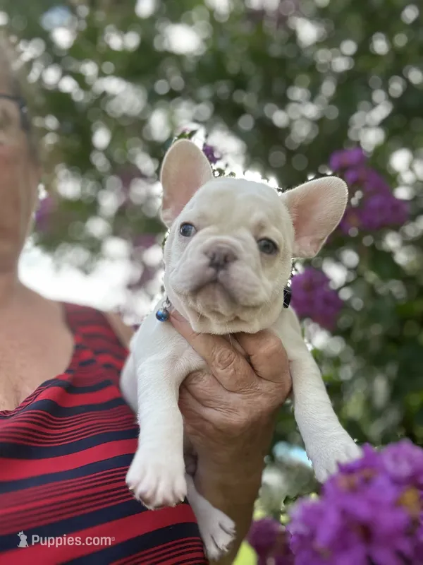 Jojo – French Bulldog puppy for sale in Summerfield, FL