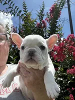 Lola , a female French Bulldog for sale in Summerfield, FL – 2 of 10