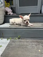 Jojo, a male French Bulldog for sale in Summerfield, FL – 3 of 5