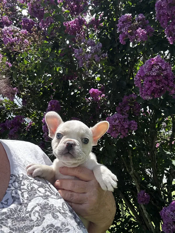 Jojo  – French Bulldog puppy for sale in Summerfield, FL
