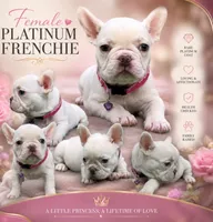 Tina , a female French Bulldog for sale in Summerfield, FL – 2 of 9