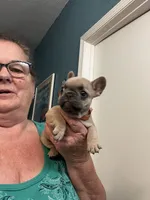 Jewel , a female French Bulldog for sale in Summerfield, FL – 3 of 3