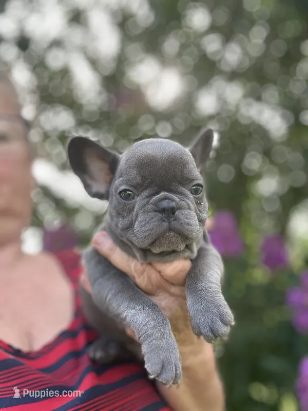 Sky – French Bulldog puppy for sale in Summerfield, FL