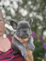 Sky, a male French Bulldog for sale in Summerfield, FL – 1 of 4