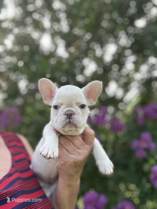 Tina  – French Bulldog puppy for sale in Summerfield, FL
