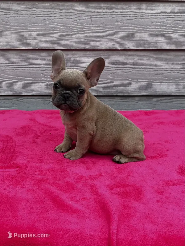 Jewel  – French Bulldog puppy for sale in Summerfield, FL