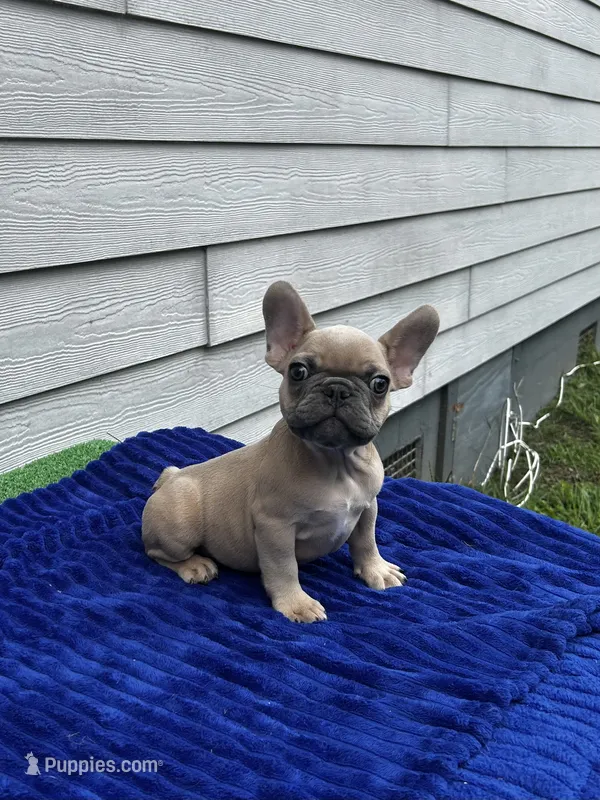 Storm  – French Bulldog puppy for sale in Summerfield, FL