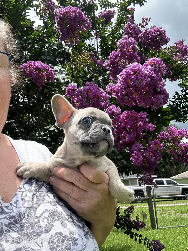 Gus – French Bulldog puppy for sale in Summerfield, FL
