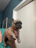 Kaylee, a female French Bulldog for sale in Summerfield, FL – 2 of 2