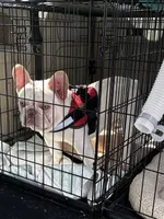 Lacy, a female French Bulldog for sale in Summerfield, FL – 5 of 7
