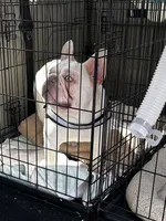 Lacy, a female French Bulldog for sale in Summerfield, FL – 4 of 7