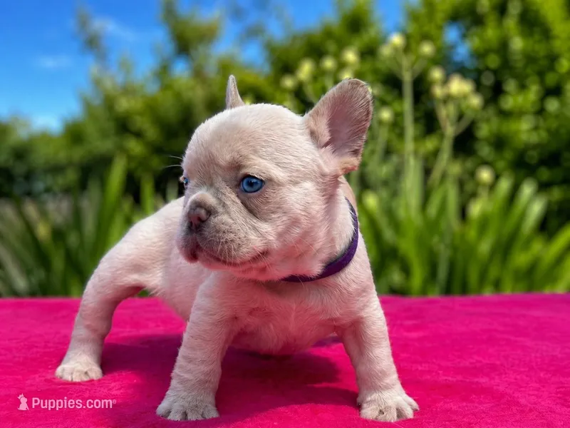 Lacy – French Bulldog puppy for sale in Summerfield, FL