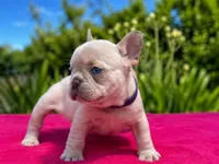 Lacy, a female French Bulldog for sale in Summerfield, FL – 1 of 7