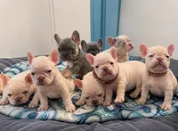 Lacy, a female French Bulldog for sale in Summerfield, FL – 2 of 7