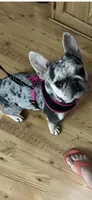 Lacy, a female French Bulldog for sale in Summerfield, FL – 6 of 7