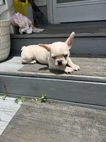 Jojo, a male French Bulldog for sale in Summerfield, FL – 4 of 5