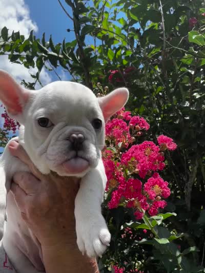 Lola , a female French Bulldog for sale in Summerfield, FL – 10 of 10