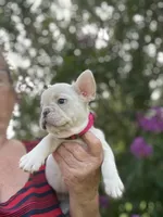 Tina , a female French Bulldog for sale in Summerfield, FL – 8 of 9