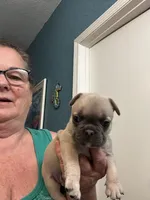 Gus, a male French Bulldog for sale in Summerfield, FL – 3 of 4