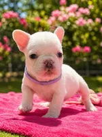 Lilly, a female French Bulldog for sale in Summerfield, FL – 1 of 4