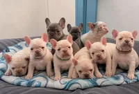 Lilly, a female French Bulldog for sale in Summerfield, FL – 2 of 4