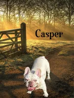 Lola , a female French Bulldog for sale in Summerfield, FL – 3 of 4