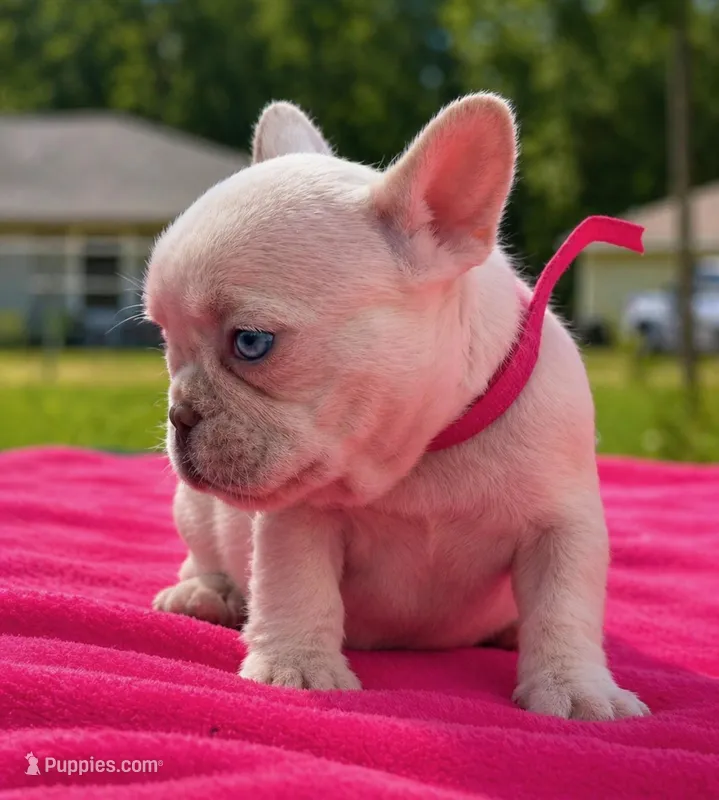 Lola  – French Bulldog puppy for sale in Summerfield, FL