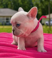 Lola , a female French Bulldog for sale in Summerfield, FL – 1 of 4