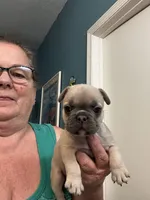 Gus, a male French Bulldog for sale in Summerfield, FL – 2 of 4