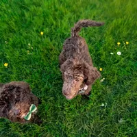 Bella, a female Poodle - Standard  for sale in Buckeye, AZ – 4 of 5