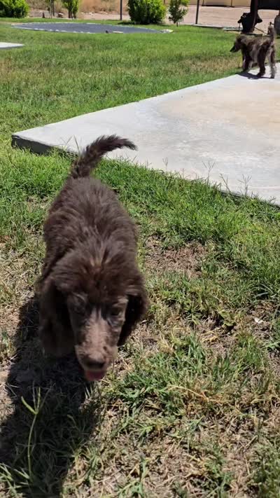 Luna, a female Poodle - Standard  for sale in Buckeye, AZ – 5 of 5