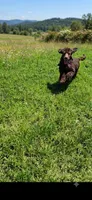 Luna, a female Poodle - Standard  for sale in Buckeye, AZ – 4 of 8