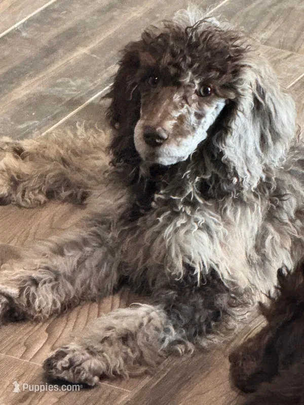 Bella – Poodle - Standard  puppy for sale in Buckeye, AZ