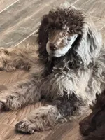 Bella, a female Poodle - Standard  for sale in Buckeye, AZ – 1 of 5