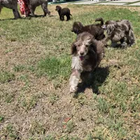 Bella, a female Poodle - Standard  for sale in Buckeye, AZ – 2 of 5