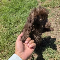 Luna, a female Poodle - Standard  for sale in Buckeye, AZ – 4 of 5